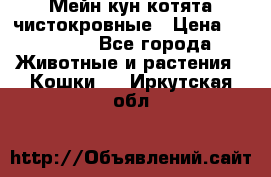 Мейн-кун котята чистокровные › Цена ­ 25 000 - Все города Животные и растения » Кошки   . Иркутская обл.